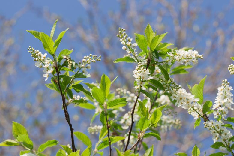 Free stock image of flowers created by 2happy