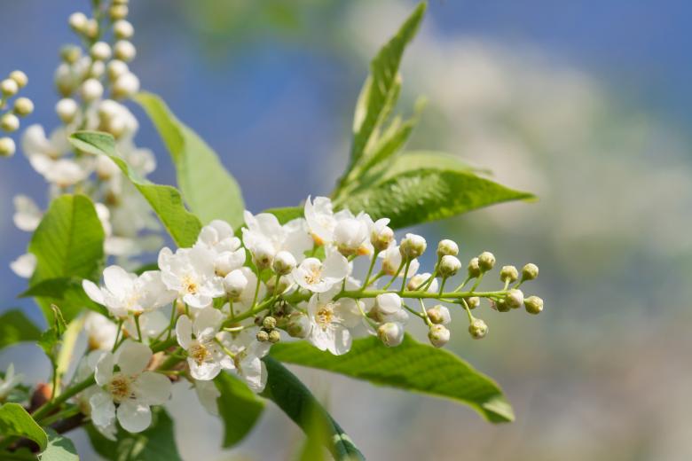 Free stock image of flowers created by 2happy