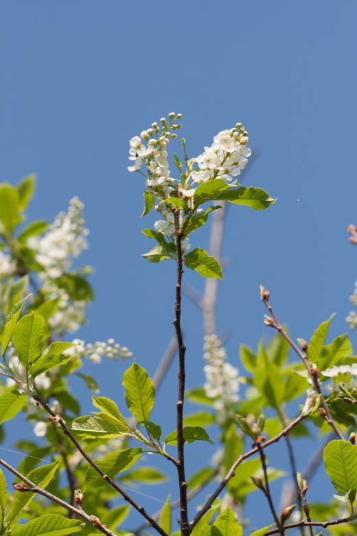 Free stock image of flowers created by 2happy