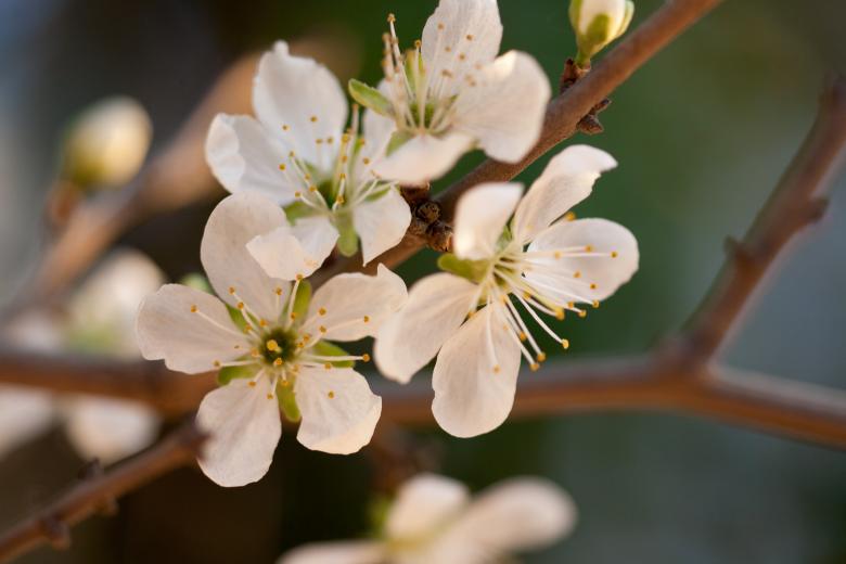Free stock image of flowers created by 2happy