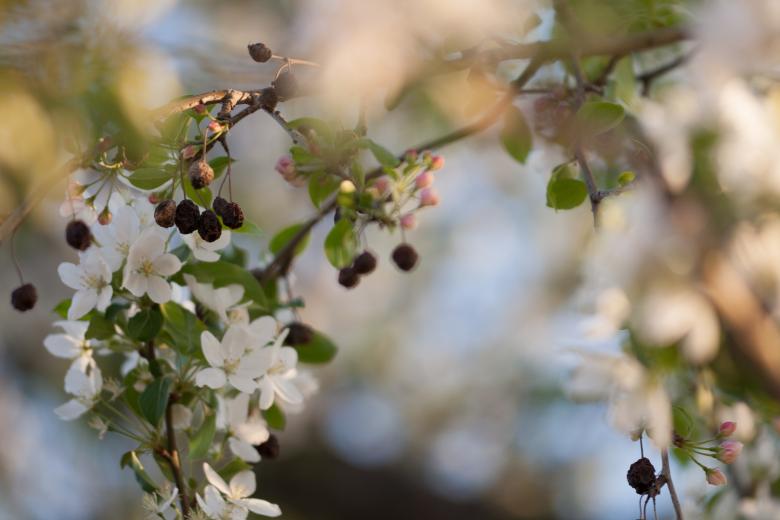 Free stock image of flowers created by 2happy