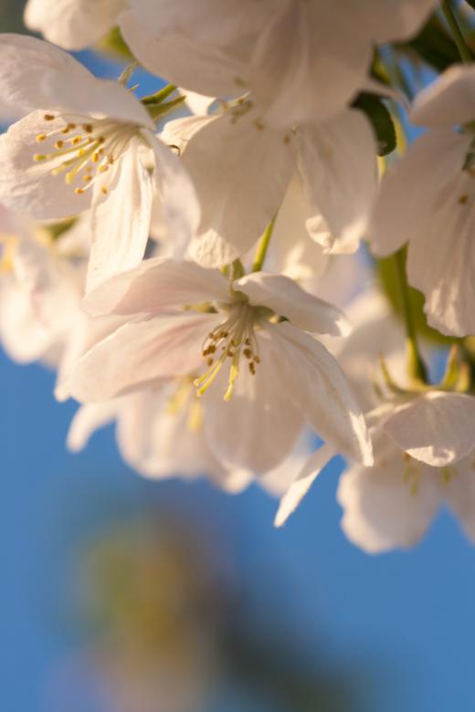 Free stock image of flowers created by 2happy