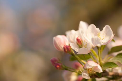 flowers - Free Stock Photo