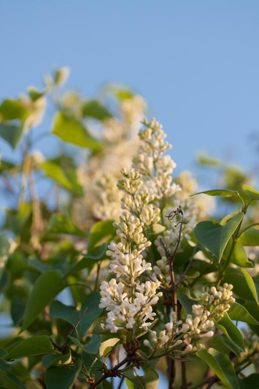 Free stock image of flowers created by 2happy