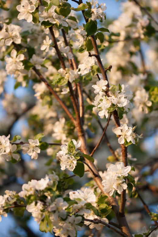 Free stock image of flowers created by 2happy