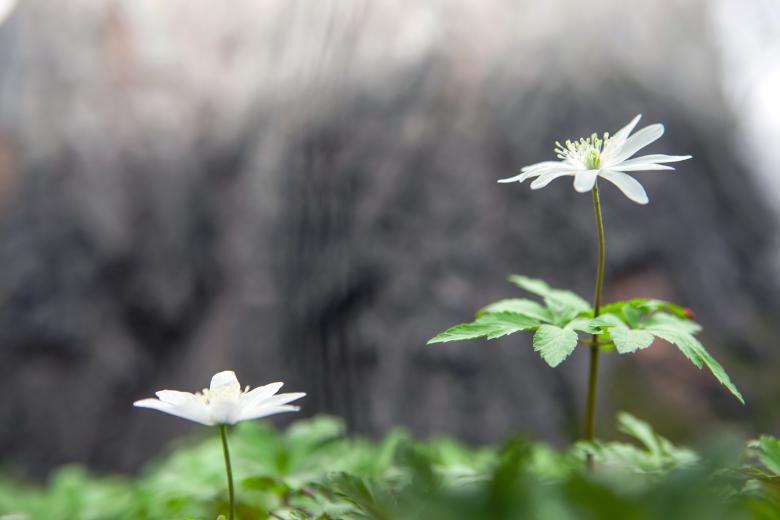 Free stock image of flowers created by 2happy