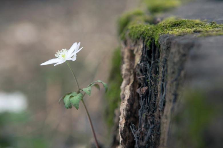 Free stock image of flower created by 2happy