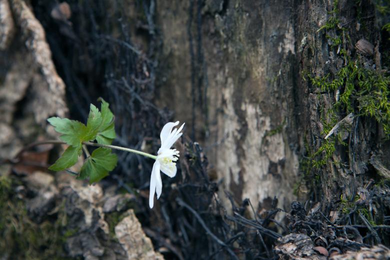 Free stock image of flower created by 2happy