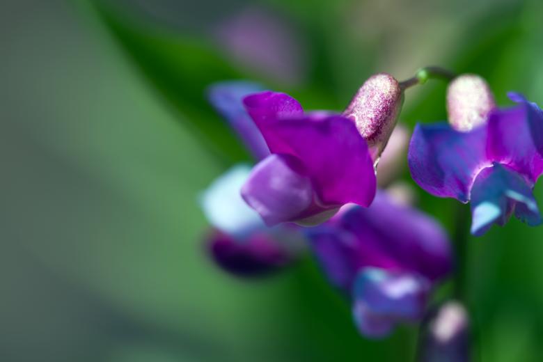 Free stock image of flower created by 2happy