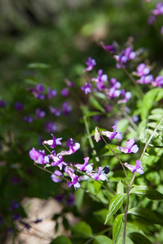Free stock image of flowers created by 2happy