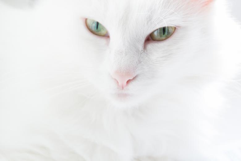 Free stock image of White Cat created by 2happy