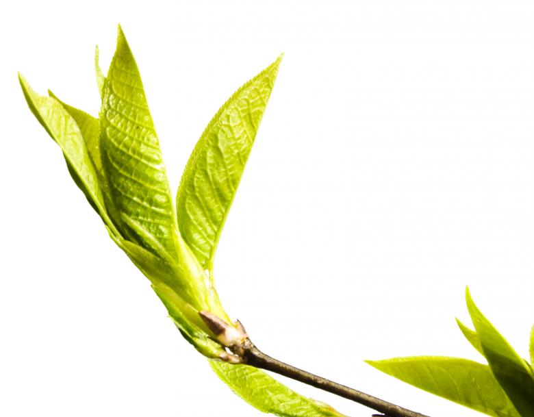 Free stock image of plant created by 2happy