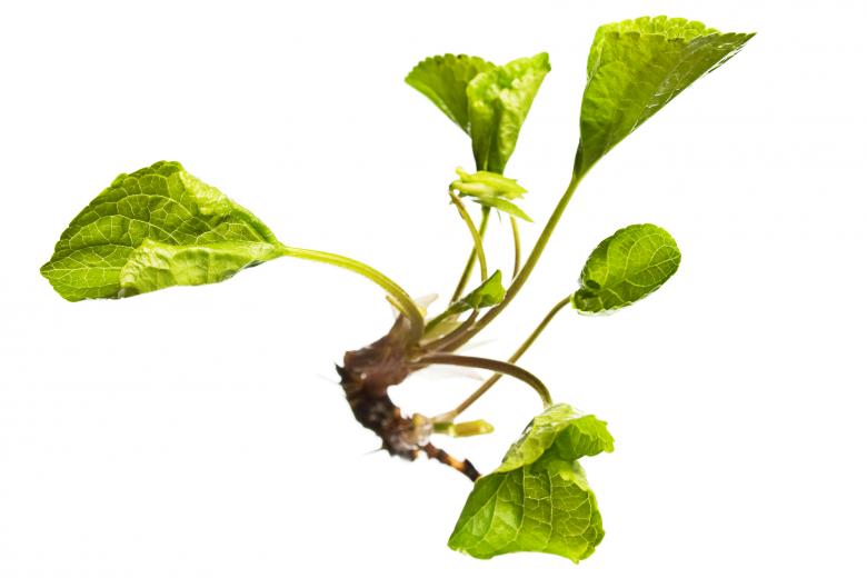 Free stock image of plant created by 2happy
