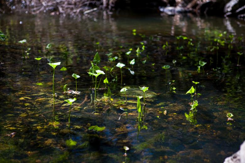 Free stock image of water plants created by 2happy