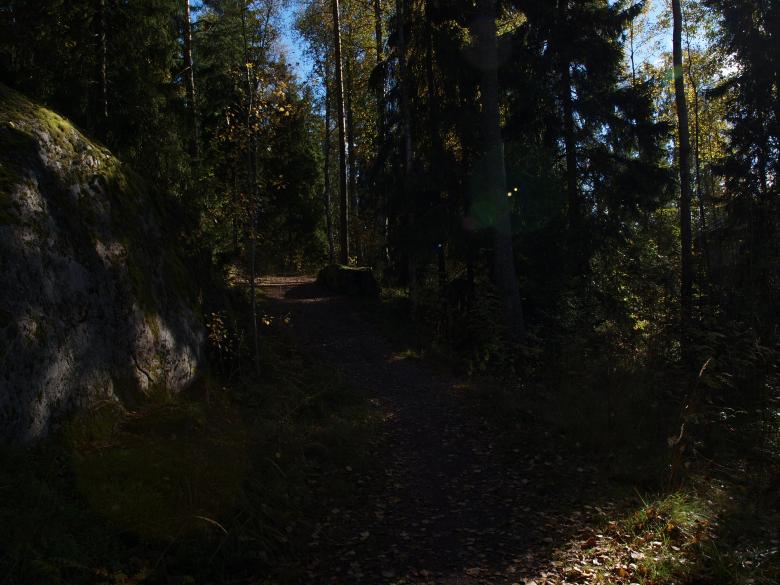 Free stock image of Forest created by Marko Mäkinen