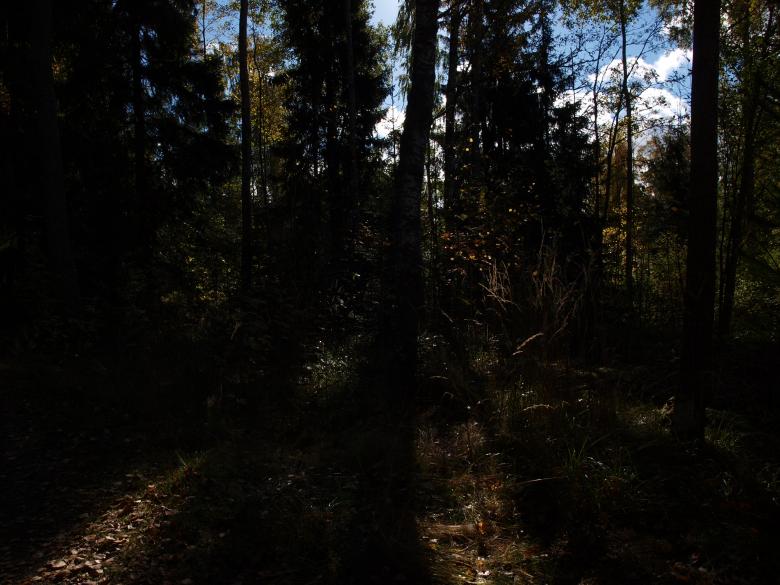 Free stock image of Forest created by Marko Mäkinen