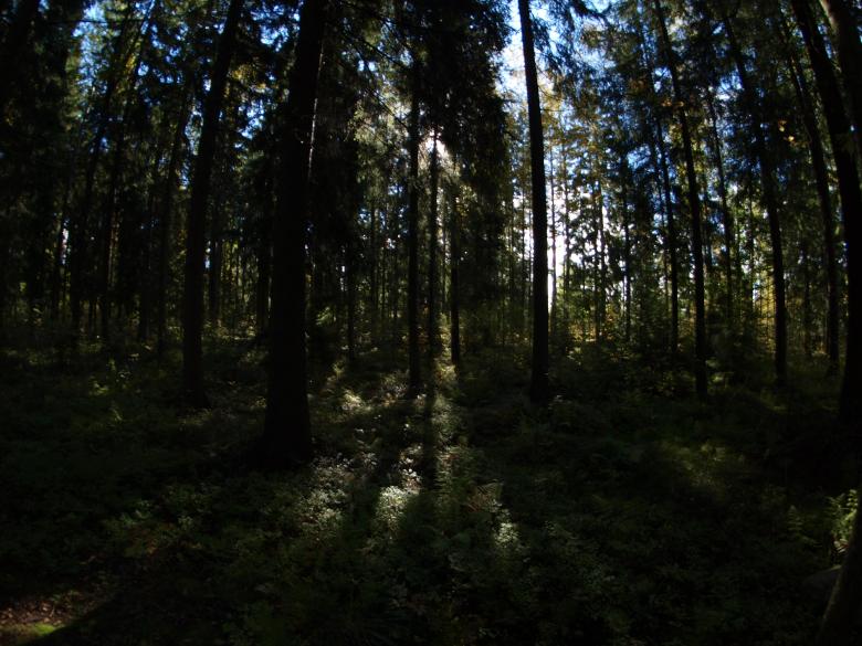Free stock image of Forest created by Marko Mäkinen