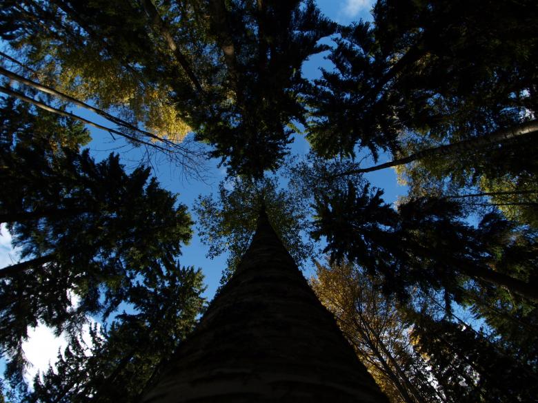 Free stock image of Forest created by Marko Mäkinen