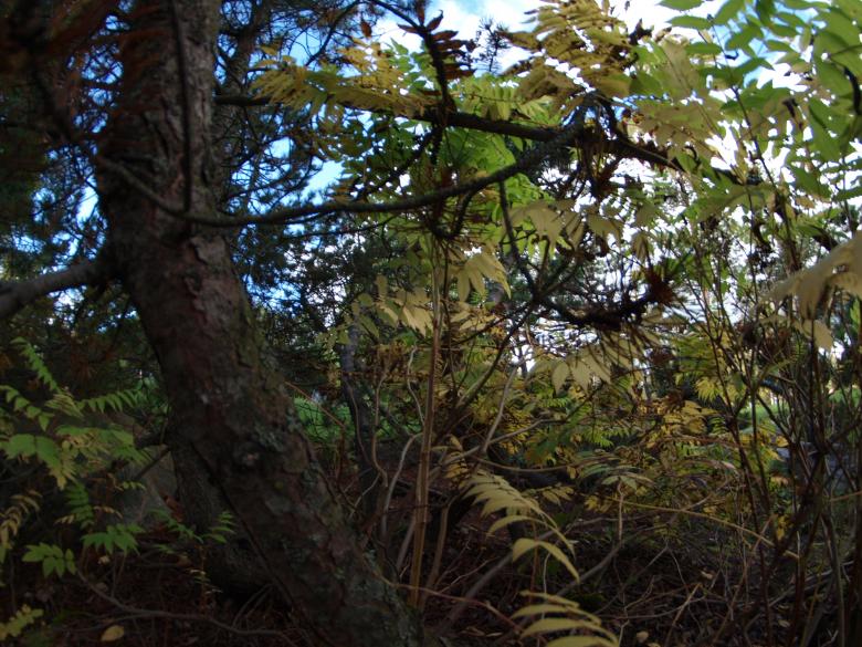 Free stock image of Forest created by Marko Mäkinen