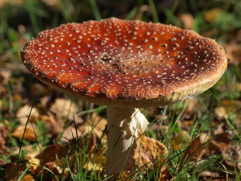 Free stock image of Mushroom created by Marko Mäkinen