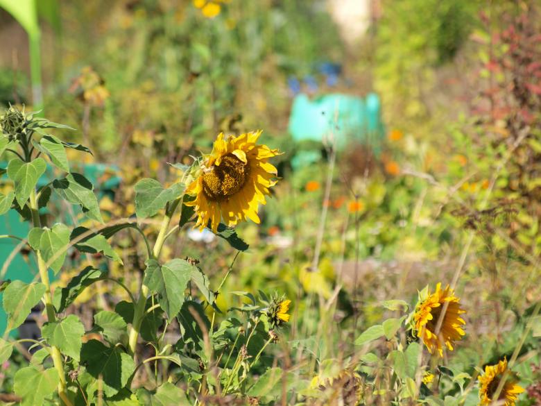 Free stock image of Sunflowers created by Marko Mäkinen