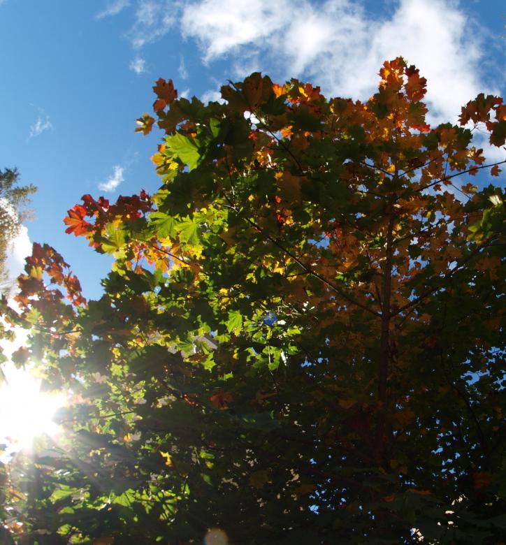 Free stock image of Sun and trees created by Marko Mäkinen