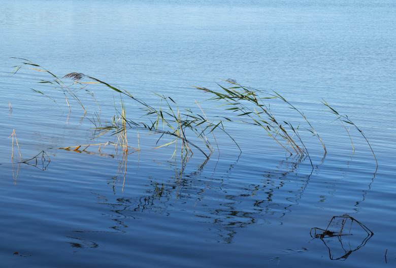 Free stock image of Waterplants created by Marko Mäkinen