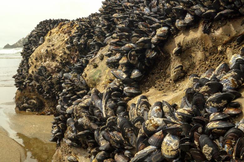 Free stock image of Shells on the Beach created by Brianna Mills