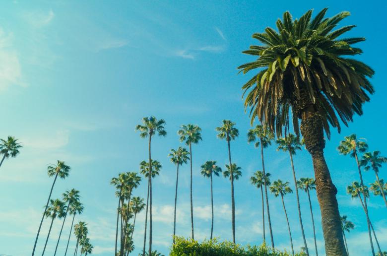 Free stock image of Bunch of Trees created by Brianna Mills