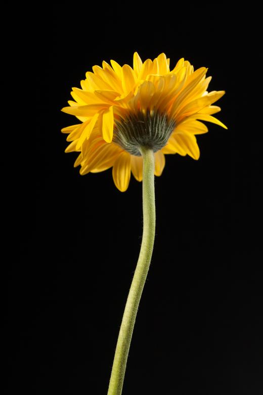 Free stock image of gerbera created by 2happy