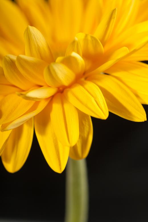 Free stock image of gerbera created by 2happy