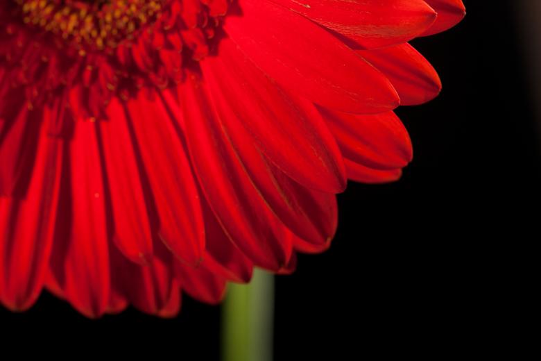 Free stock image of gerbera created by 2happy
