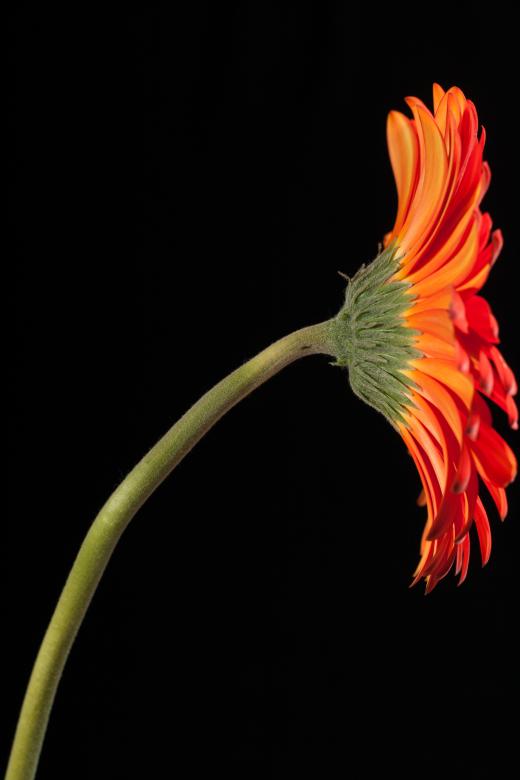 Free stock image of gerbera created by 2happy
