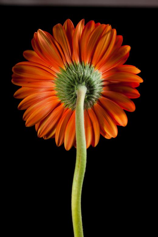 Free stock image of gerbera created by 2happy