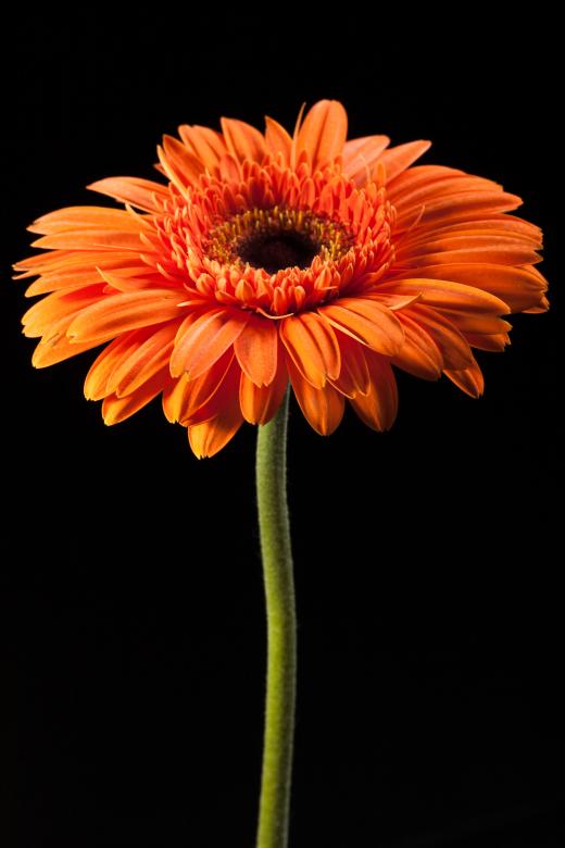 Free stock image of gerbera created by 2happy