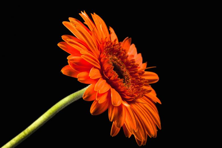 Free stock image of gerbera created by 2happy