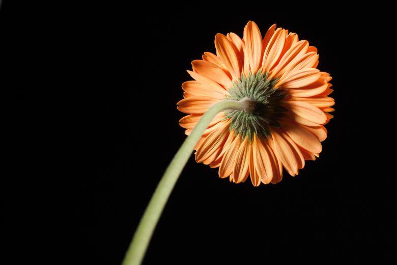 Free stock image of gerbera created by 2happy