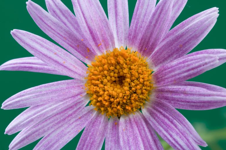Free stock image of flower created by 2happy