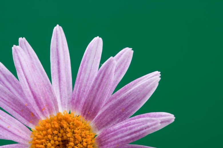 Free stock image of flower created by 2happy