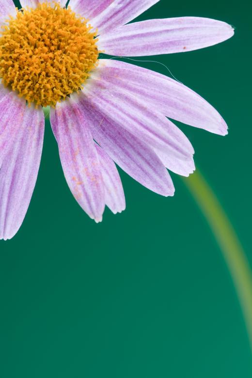 Free stock image of flower created by 2happy