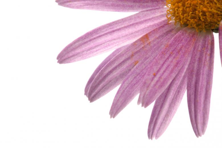 Free stock image of flower created by 2happy
