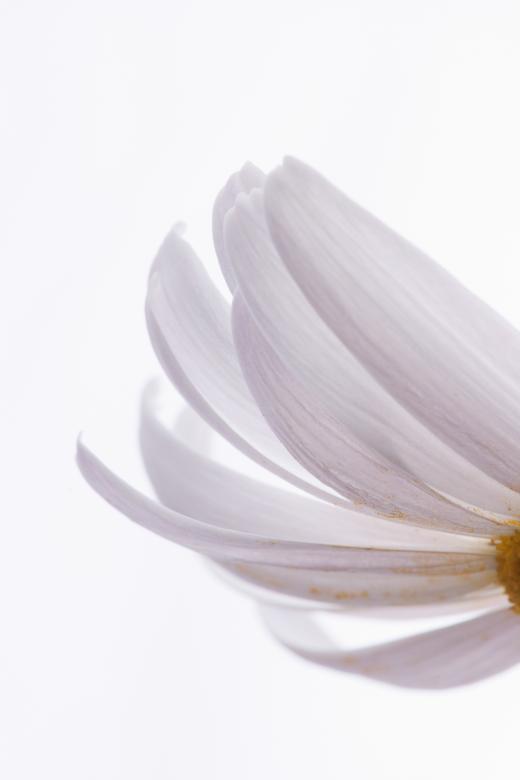 Free stock image of flower created by 2happy