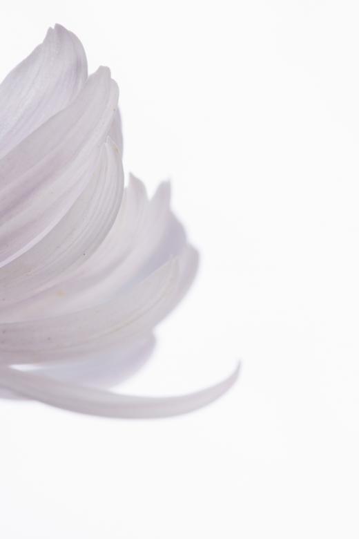 Free stock image of flower created by 2happy