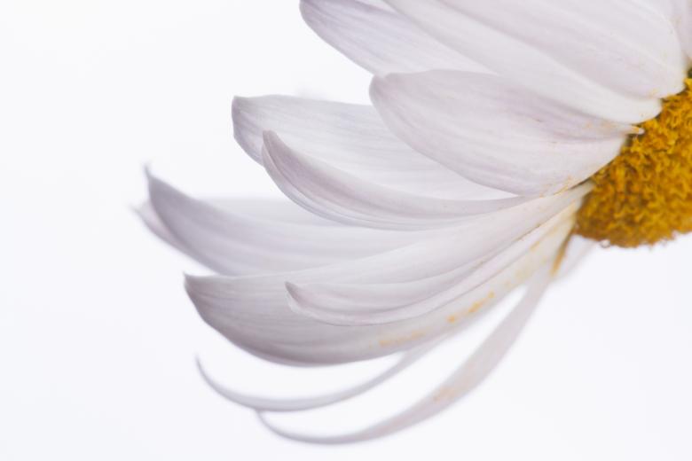 Free stock image of flower created by 2happy