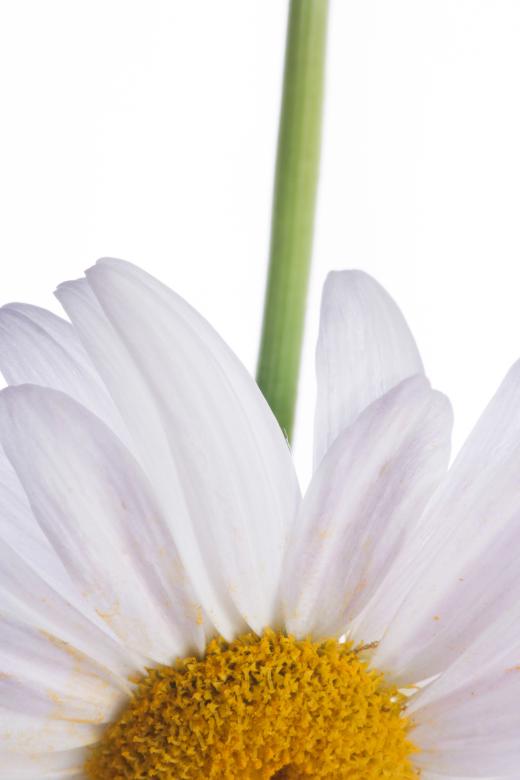 Free stock image of flower created by 2happy