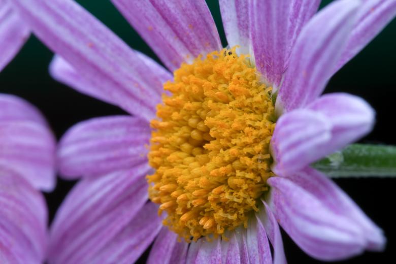 Free stock image of flower created by 2happy