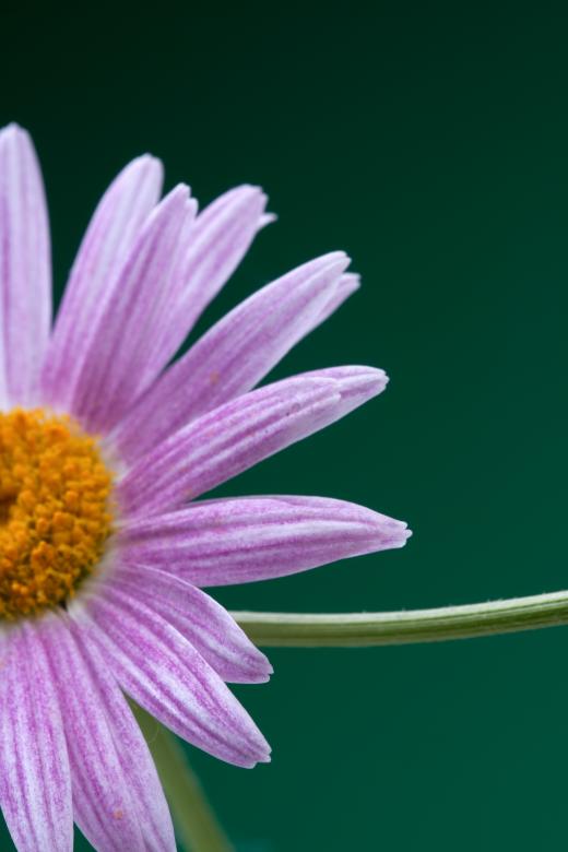 Free stock image of flower created by 2happy