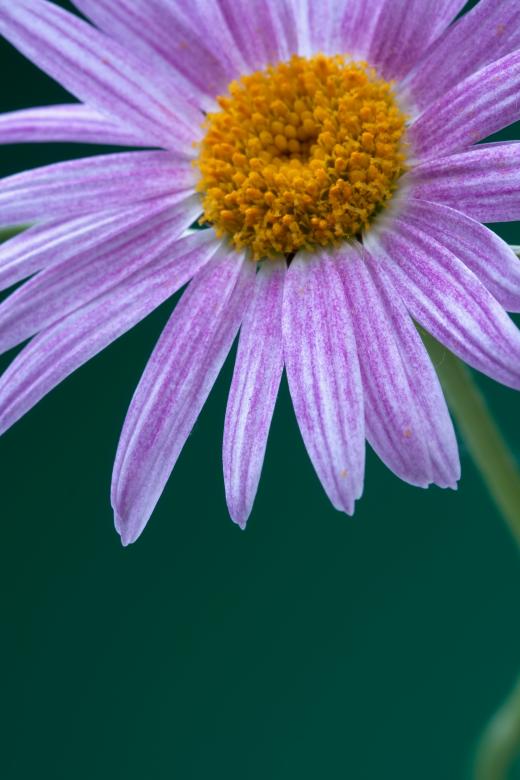 Free stock image of flower created by 2happy