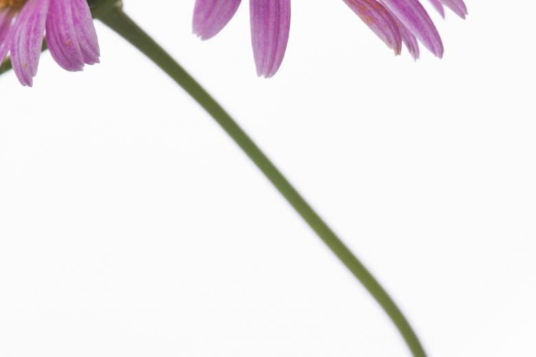 Free stock image of flower created by 2happy