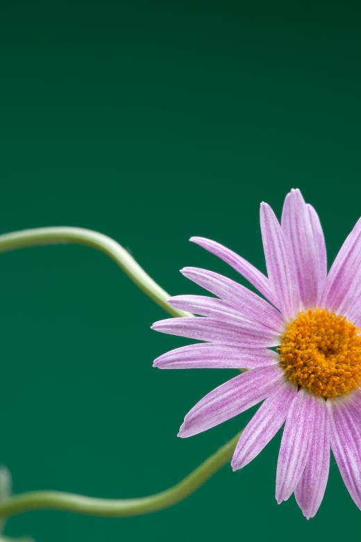 Free stock image of flower created by 2happy